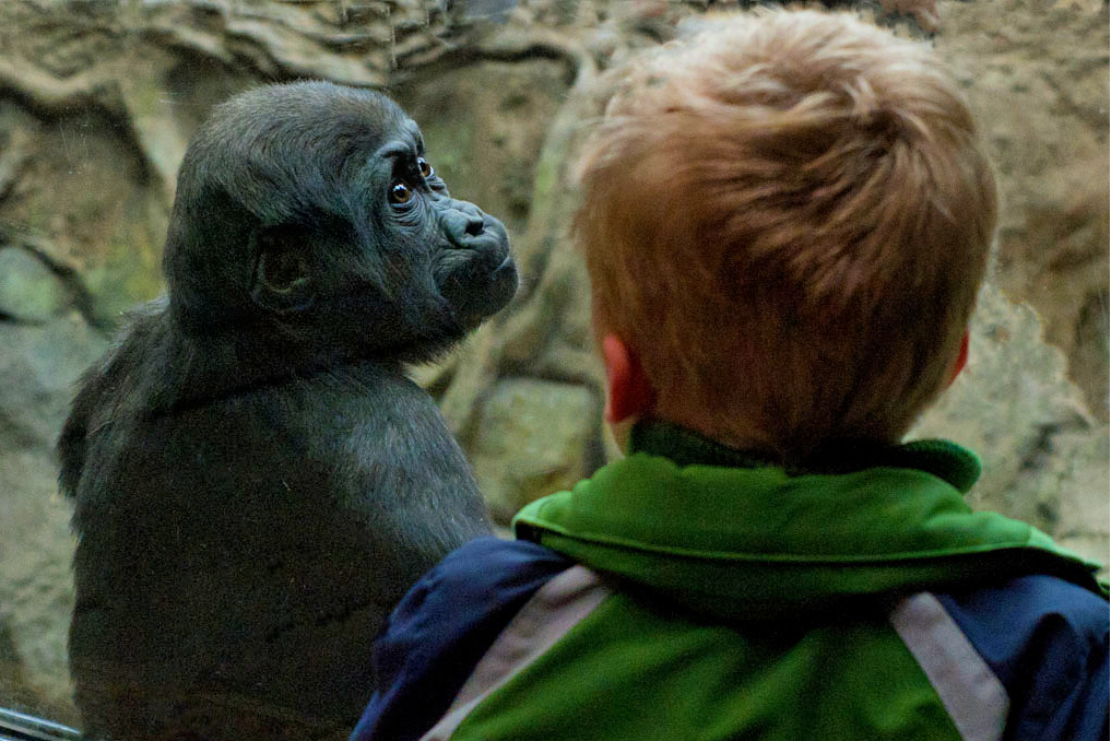 Who you lookin' at?! The Tropical Forest at Franklin Park Zoo. Photo by Don Crasco/Franklin Park Zoo
