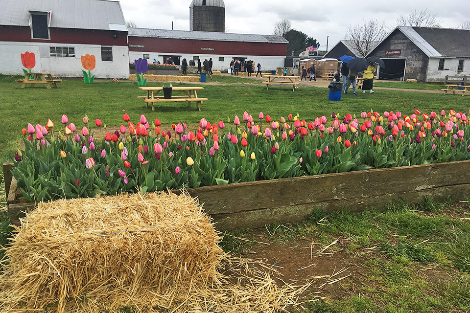 Holland Ridge Farms: Tulips and picnic tables