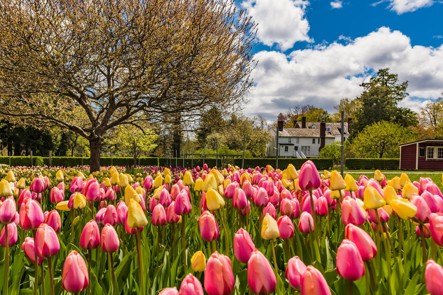 Tulips at the Stevens-Coolidge House. Photo by Anantha Kondalraj/The Trustees