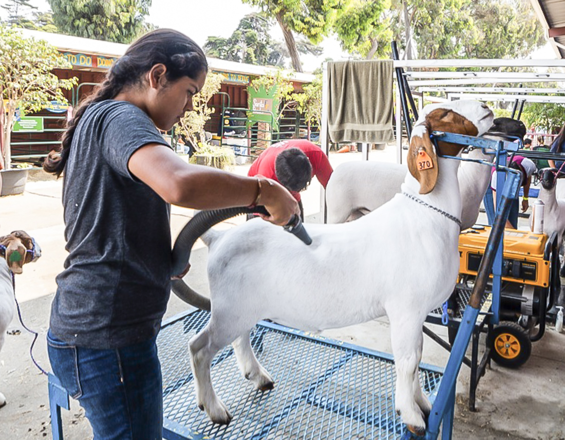 Ventura County Fair brings all the fair fun to the seaside. Photo courtesy of the Ventura County Fair