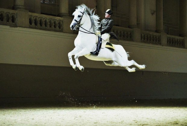 Visit the Spanish Riding School in Vienna for an impressive show. Photo courtesy of Vienna Tourism