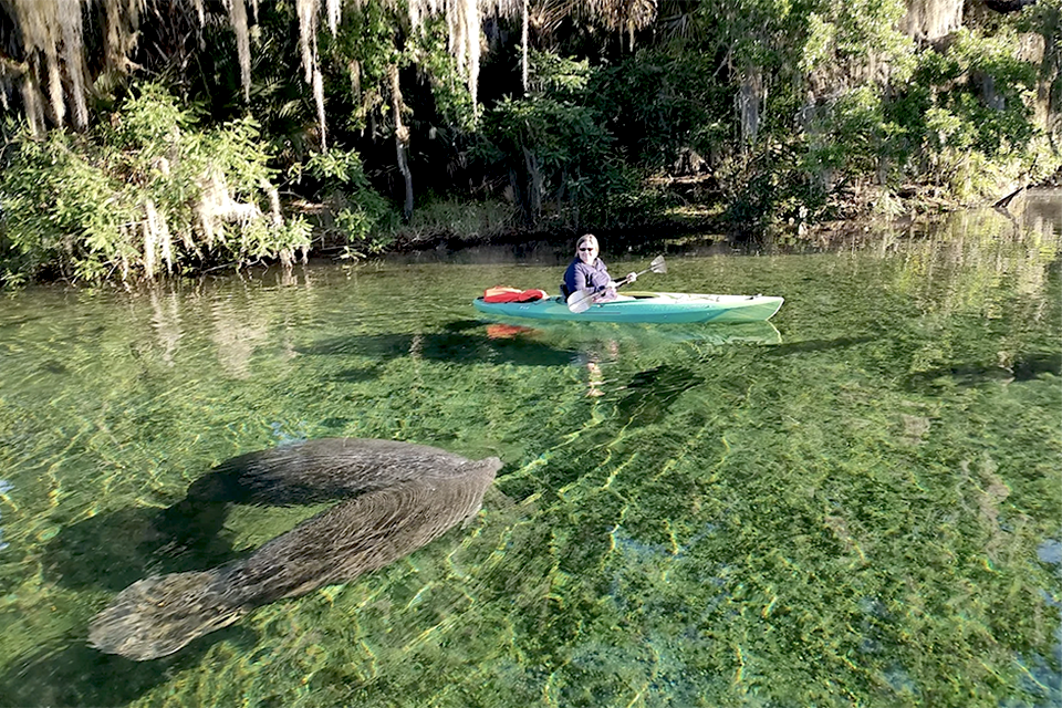 These gentle giants love the warm waters at Blue Springs in Central Florida. Photo by the author