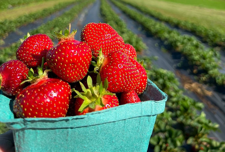Fishkill Farms in Hopewell Junction offers certified organic berries during its strawberry-picking season.