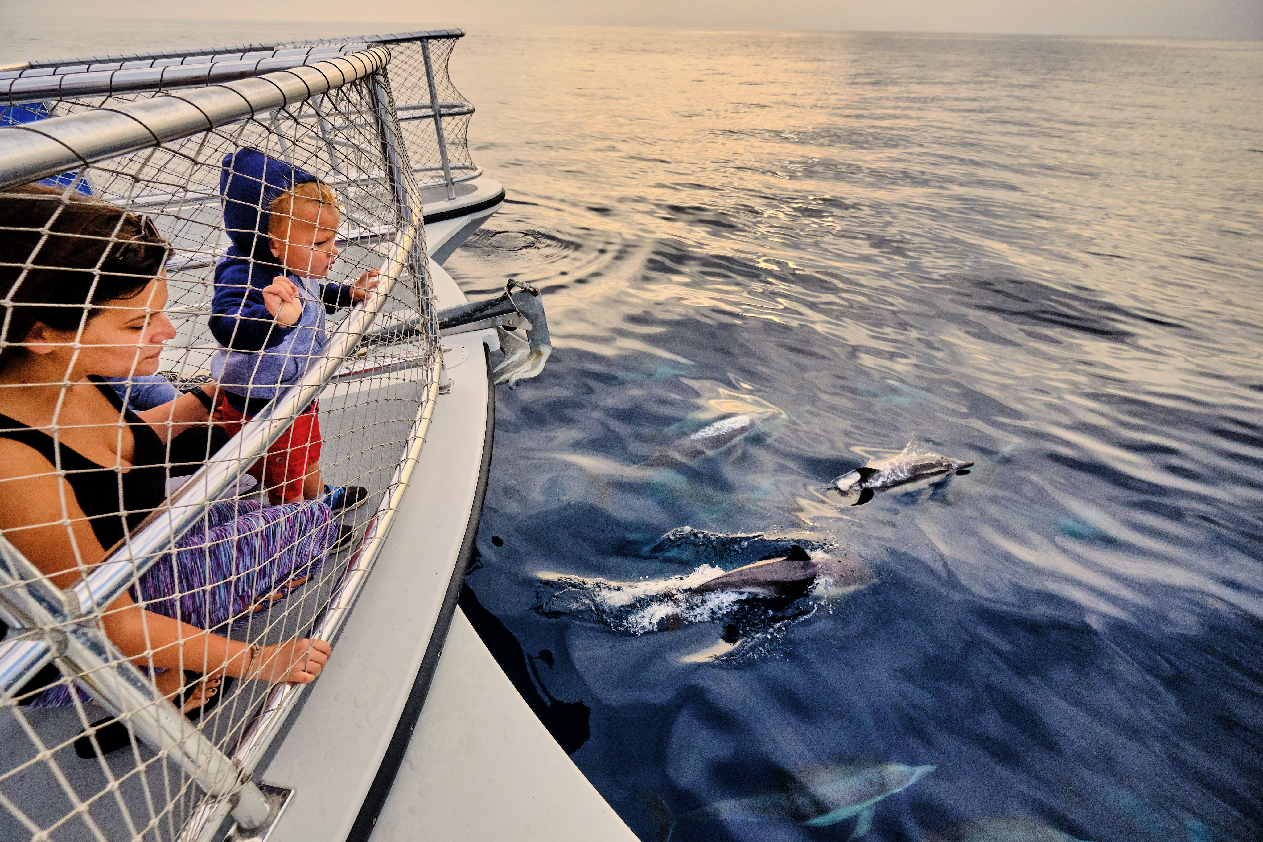 25 Things To Do with Kids in Dana Point: Watching dolphins Dana Point