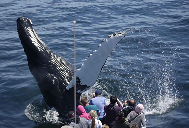 Image of whale tail - Fun Boat Rides in Boston