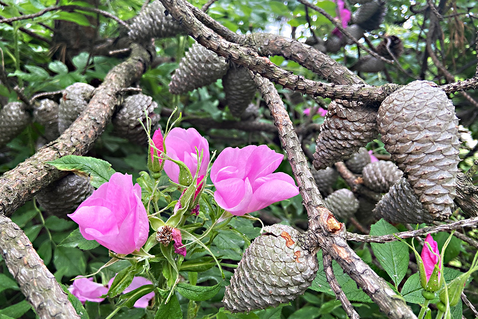 Ultimate Summer Bucket List Ideas: Find Wildflowers